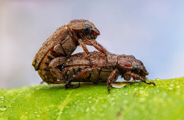 grasshopper on a leaf