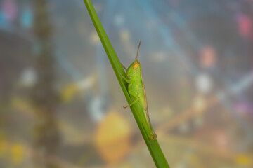 grasshopper on a branch