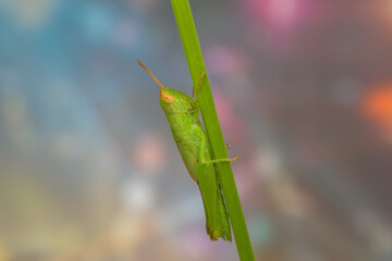 grasshopper on a branch