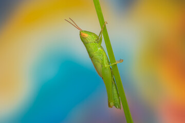 grasshopper on a leaf