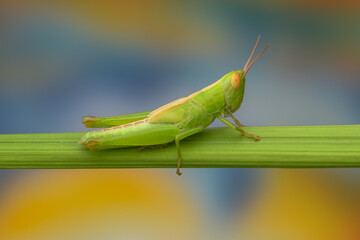 grasshopper on a branch