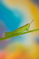 grasshopper on a branch