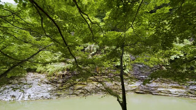 Cinematic gimbal shot of forest trail leading to steam vents at Oyasukyo Gorge in Akita prefecture in Japan