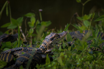 alligator in the everglades