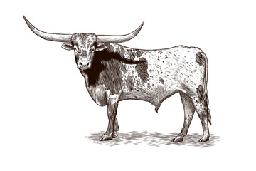 Texas longhorn vector illustration in vintage style - obrazy, fototapety, plakaty