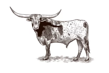 Foto op Plexiglas Texas longhorn vector illustration in vintage style © Ibnu