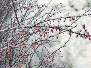 Close-up view of a barberry bush with berries on a frosty winter day. Tree branches with white snow and red berries.