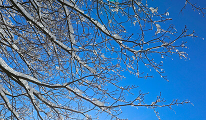 Close-up of a tree branch with snow and ice on a frosty winter day. Beautiful natural background, pattern of nature and cold season.