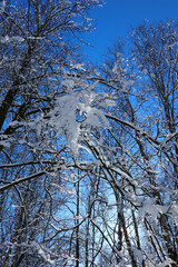 Close-up of a tree branch with snow and ice on a frosty winter day. Beautiful natural background, pattern of nature and cold season.