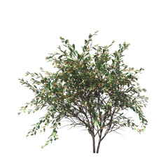 Daviesia latifolia, hop bitter-pea, evergreen, small tree, bush, tree, big tree, light for daylight, easy to use, 3d render, isolated