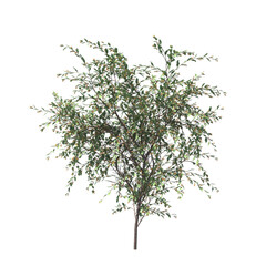 Daviesia latifolia, hop bitter-pea, evergreen, small tree, bush, tree, big tree, light for daylight, easy to use, 3d render, isolated