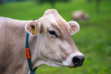 Cows are grazing on a meadow. Cattle cow pasture in a green field. Dairy cattle at pasture on hill in rural. Cattle Breed pasture on grass field. Brangus Cattle in natural pasture. Pastures cow.