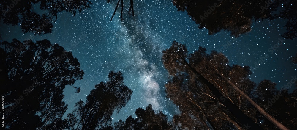 Poster windy night among trees, adorned by the milky way.