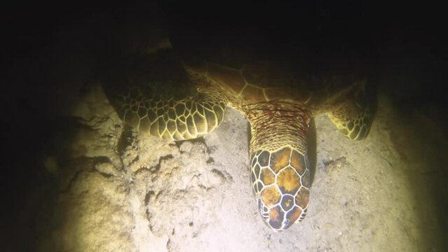 night diving close up view to a sea turtle swimming towards flash torch light at low visibility sandy bottom with rocks coral fishes dirt mud light up by torch flash light in Avana passage
