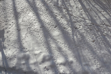 Long shadows from trees and traces on snow surface in winter. View of nature on a sunny frosty day.
