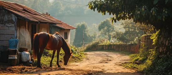 Fotobehang Horse feeding near Dalat - Vietnam. © AkuAku