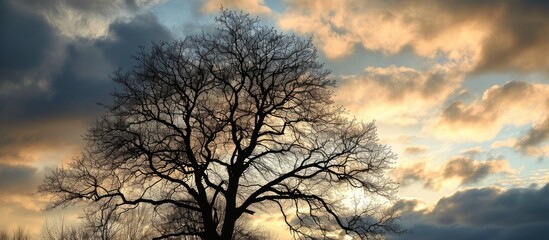 Winter tree silhouetted against the cloudy sky.