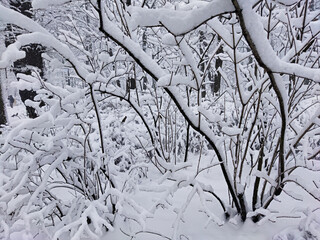Park is covered with snow on a cloudy and frosty winter day. Beautiful natural background, natural pattern for the cold season.