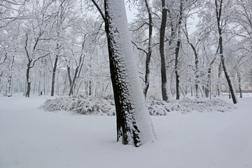 Park is covered with snow on a cloudy and frosty winter day. Beautiful natural background, natural pattern for the cold season.