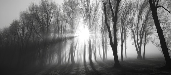 Misty morning sunrise creates abstract black and white forest background.