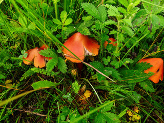 Hygrocybe conica. A red mushroom grows on a thin stalk in the green grass - 697508502