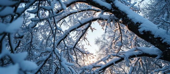 Obraz premium Snow-covered tree branches