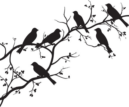 The birds is sitting on the tree Silhouette Vector