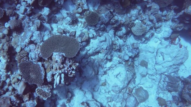 aerial look down view from top to various coral reefs at the bottom of the ocean surrounding by corals and sandy floor in blue turquoise underwater world view  in pacific at dive site Edna's Anchor