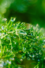 The early sun illuminates the dew drops on the green dill. background. blurred - 697510171