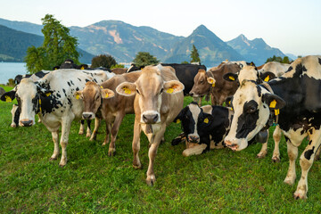 Herd of cows. Cows eating grass. Cows in grassy field. Dairy cows in the farm pastures. Brown cow pasturing on grassy meadow near mountain. Cow in pasture on alpine meadow in Switzerland. - obrazy, fototapety, plakaty