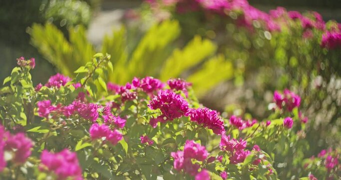 Pink Bougainvillea Flower In Summer Sunny Day. Amazing Blooming Pink Flowers Of Bougainvillea In Garden. Bougainvillea Is Thorny Ornamental Vines And Bushes. Garden Design Concept. Floral Decoration.