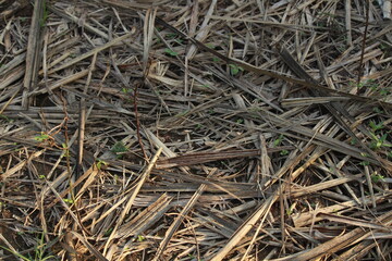 Heap of dried sugarcane hay as background. Hay for feed animal at farm. Pile of hay in India.