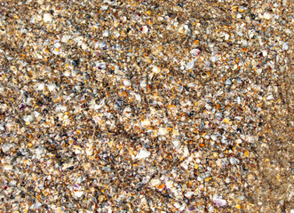 Seashells in the sand on the seashore as an abstract background. Texture