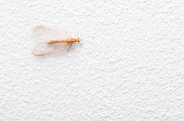 Fly on a white wall. Macro