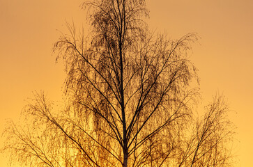 Bare tree branches at sunset in winter