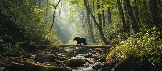 Black bear in the Smoky Mountains National Park. - obrazy, fototapety, plakaty