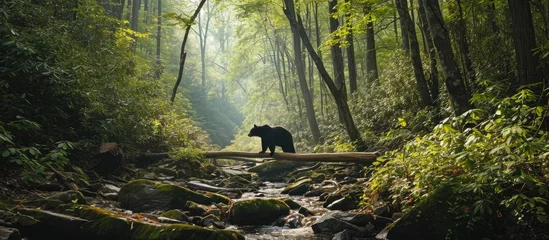 Wandcirkels aluminium Black bear in the Smoky Mountains National Park. © AkuAku