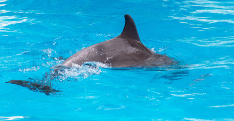 A dolphin swims in the pool