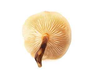 Winter honey fungus mushroom isolated on white background