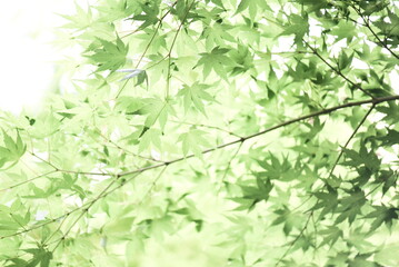 Fototapeta na wymiar 奈良の神野山のモミジ