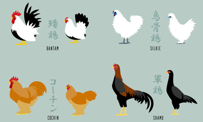 伝統的なニワトリ4種のベクターイラスト