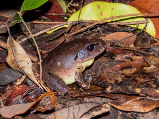 Northern Barred Frog in Queensland Australia