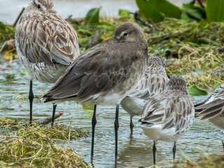 Black-tailed Godwit in Queensland Australia