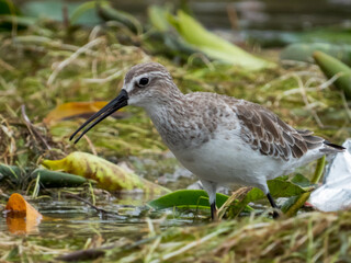 Curlew Sandpiper in Queensland Australia