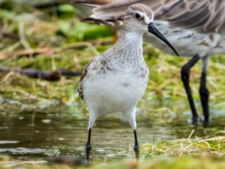 Curlew Sandpiper in Queensland Australia