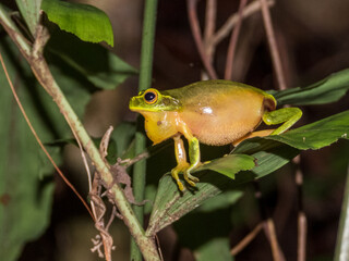 Graceful Tree Frog in Queensland Australia