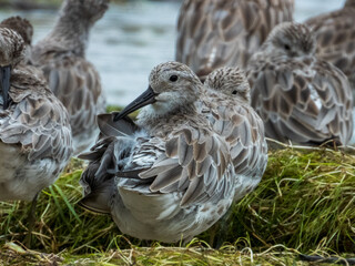 Great Knot in Queensland Australia