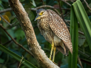Nankeen Night Heron in Queensland Australia
