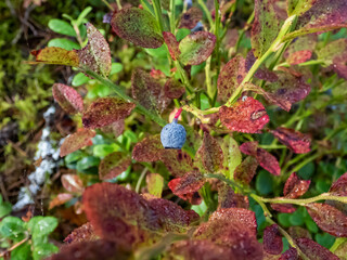 Macro shot of blue European blueberries or bilberries (Vaccinium myrtillus) fruits on plants with red leaves in forest in late autumn