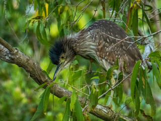 Nankeen Night Heron in Queensland Australia